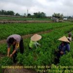 Anggota Bhabinkamtibmas Bersama Warga Tatap Muka, Sambang Petani Seledri Bhabinkamtibmas Kelurahan Temas Polsek Batu Kota